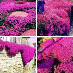 3000 kinds of creeping lavender seeds for planting perennial ground cover plants and heirloom flowers. Seeds are planted without genetic engineer